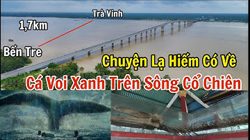 Lăng cá Ông bên bờ sông Cổ Chiên hiếm có và độc lạ nhất cả nước. Cá voi xanh trên sông miền tây.
