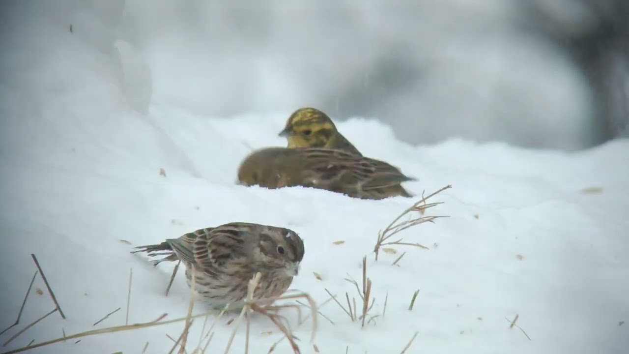 Trznadel białogłowy (Emberiza leucocephalos) , Pine Bunting