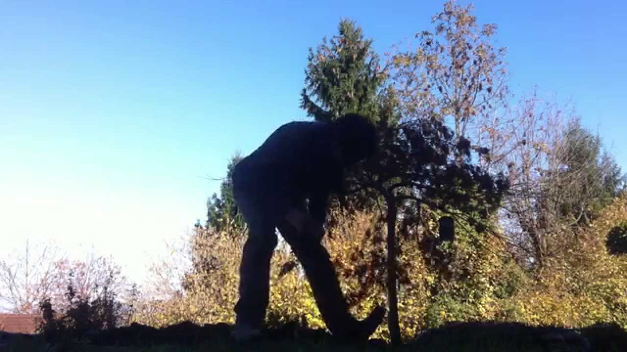 Plantation d'un erable du japon