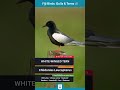 White Winged Tern