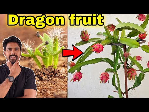 9 hacks grow DRAGON FRUIT at Home, How to grow Dragon fruit from Cuttings/Seeds