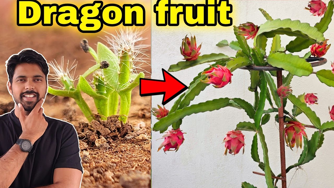 9 hacks grow DRAGON FRUIT at Home, How to grow Dragon fruit from Cuttings/Seeds