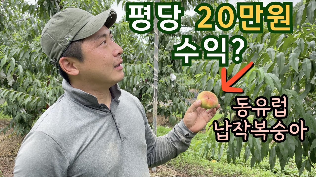 평당 20만원 수익 본다는 이상한 복숭아 -거반도황도