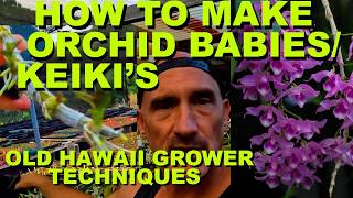 HOW TO MAKE ORCHID BABIES/KEIKI'S😳ONE SMALL PLANT CAN MAKE 10 PLANTS🧐🧐OLD HAWAII GROWER HACKS screenshot 3