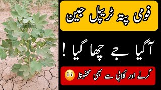 Fomi Pata Triple Gene Cotton Variety