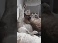 Gatinhos #cat #cute #youtubeshorts #shorts #shortvideo