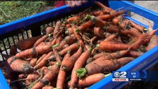Inside the Story: Students grow food used in their school cafeterias