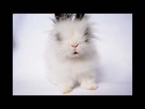 funny---bunny-eating-in-slow/fast-motion