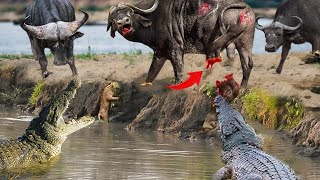 The Never-Ending Battle Between Buffalo Vs Crocodile- Wild Buffalo Was Bitten By A Crocodile