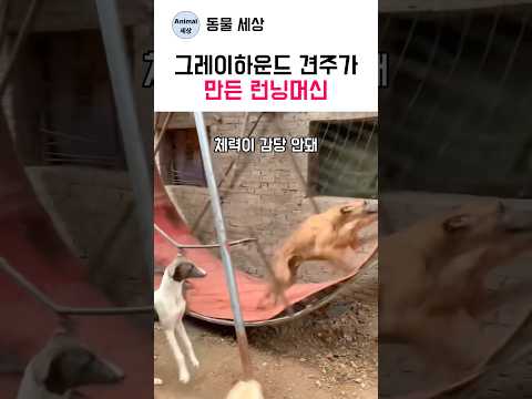<strong>그레이하운드</strong> 견주가 만든 런닝머신