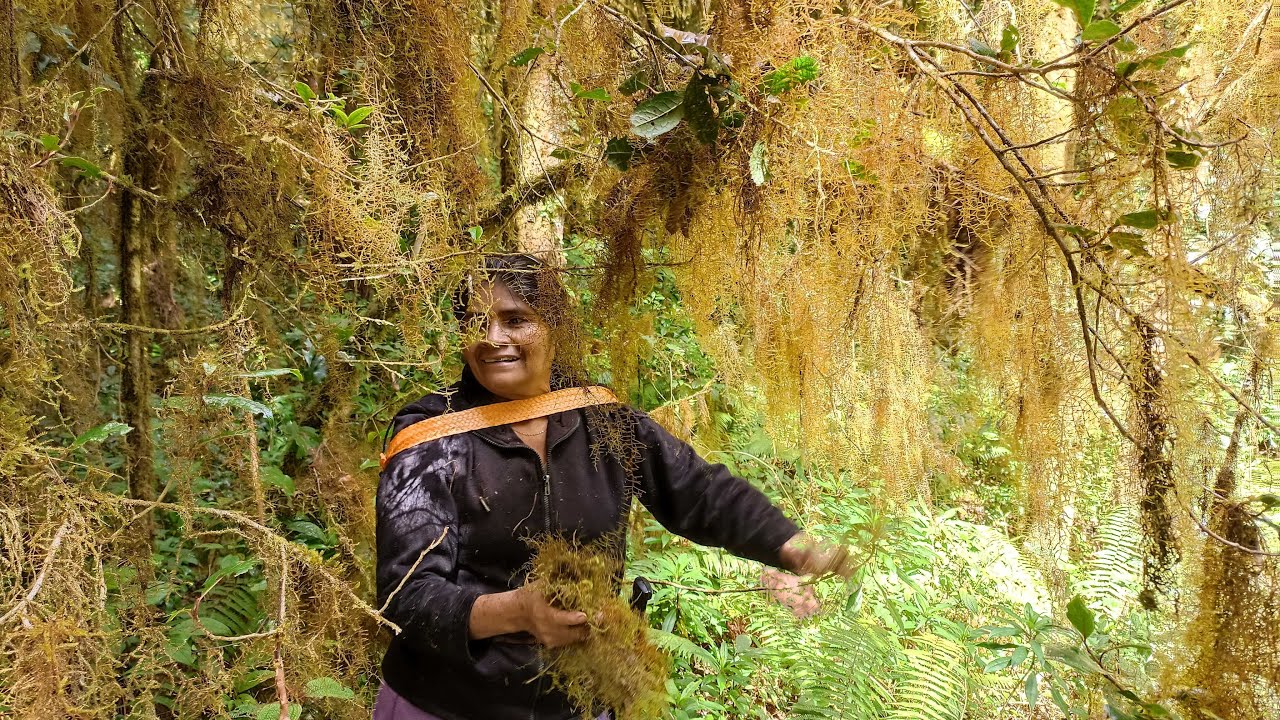 Como decorar árbol de navidad con adornos totalmente naturales del campo, nacimiento 2021 - 2022 🌲🌳