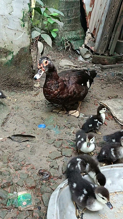 wow our dj duck 😪😳 #animals #amazing #animalkingdom #baffalo