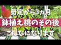 【購入から3ヵ月】桃の苗木を鉢で育て始めたらやるべき作業を農家が実演解説