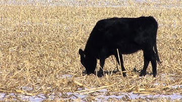Angus VNR: Cow herd nutrition matters