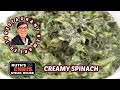 Creamed Spinach | Ruth Chris *Copy Cat*  | SUPER Easy Recipe | Restaurant Remake EP.10