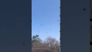 Military choppers flying over DC right now
