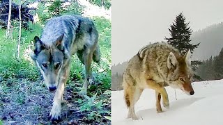 Wolf or coyote?