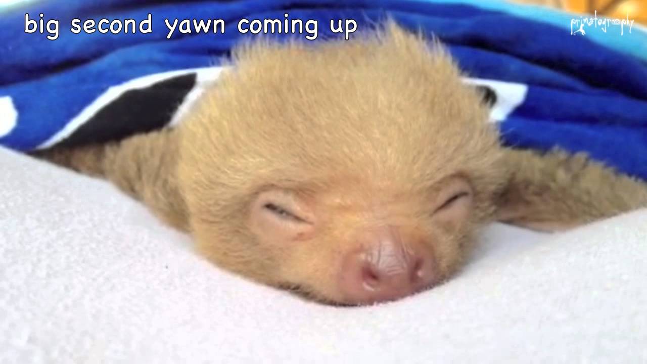 Sleepy Little Sloth