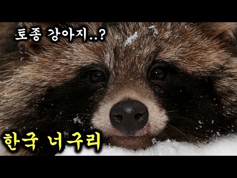 죽은척이 특기인 한국 최상위 귀요미 너구리에 대해 알아보자