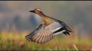 Чирки: свистунок и трескунок. Eurasian teal and Garganey.