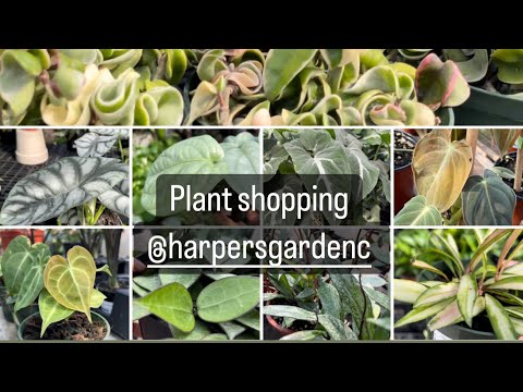 Plant shopping @ Harper’s (Hoya, Philodendron, Pothos, Amydrium, Anthurium & more uncommon plants)