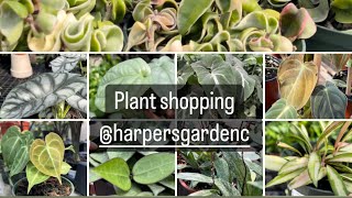 Plant shopping @ Harper’s (Hoya, Philodendron, Pothos, Amydrium, Anthurium & more uncommon plants)