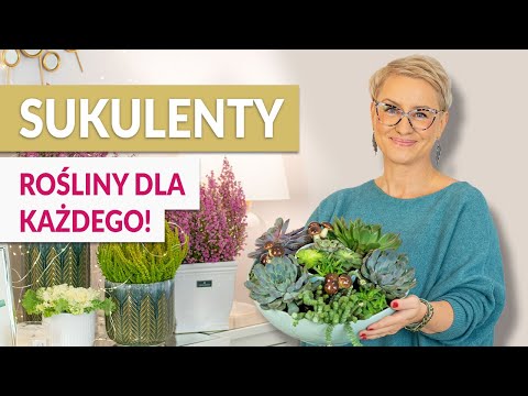 KOMPOZYCJA Z SUKULENTÓW - piękna dekoracja dla każdego wnętrza