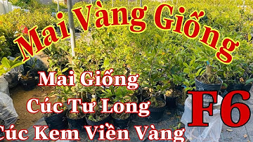 🔴 Hết Hàng 🔴 Mai Vàng Giá Re  F6 | Mai Vàng Giống | 4 Long |  Cúc Bi | Cúc Thọ Hương