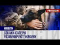 🔴 Спаниели, овчарки, спрингеры: во Львовской области обучают собак-cаперов