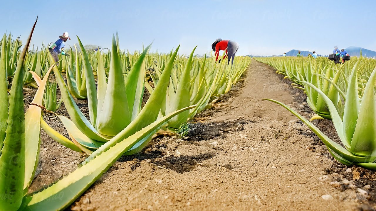 How They Process Millions of Freshly Harvested Aloe Vera Leaves in Africa