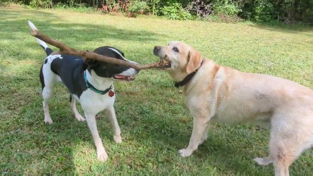 Lucy & Luna - Fall Days Delight