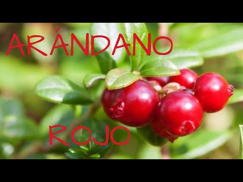 Video: Información del arbusto de arándano americano - Cómo cultivar arándano rojo americano en el jardín