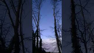 Span rigging on some Ash trees #treework #rigging #arb #2023 #shorts #tips #rope #february #winning Profile