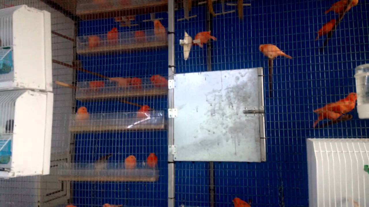 canarini rossi novelli 2015 www.allevamentotarentum.com