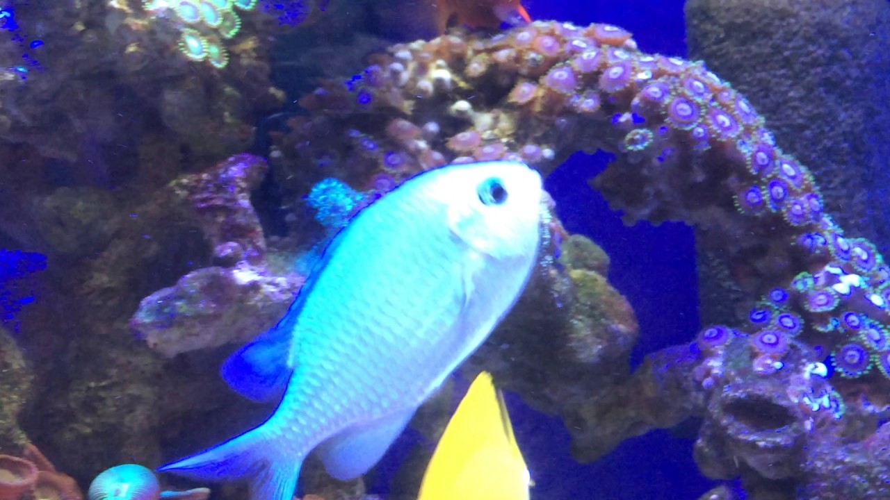 泳ぎ方が変 カナヅチ状態のデバスズメダイ 海水魚水槽 Youtube