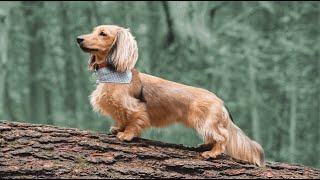 Can dachshunds go on hikes?!