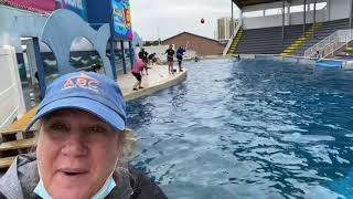 🐬 Target training Dolphins 🐬