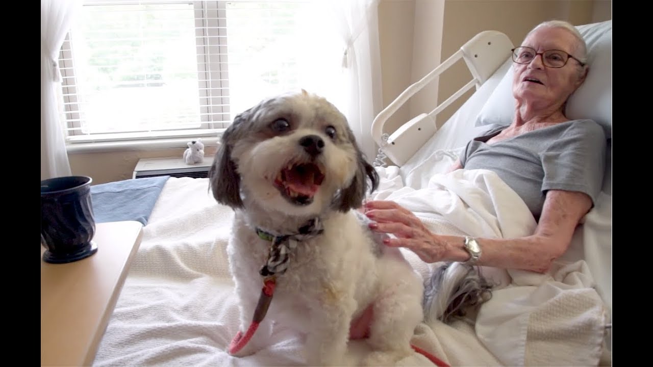 Moving To Senior Living With Pet Bentley