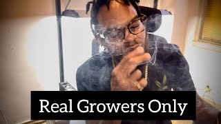 Stop Smoking SPRAYED Weed 🚫 | hii.plants Put Me On (4 Strains)