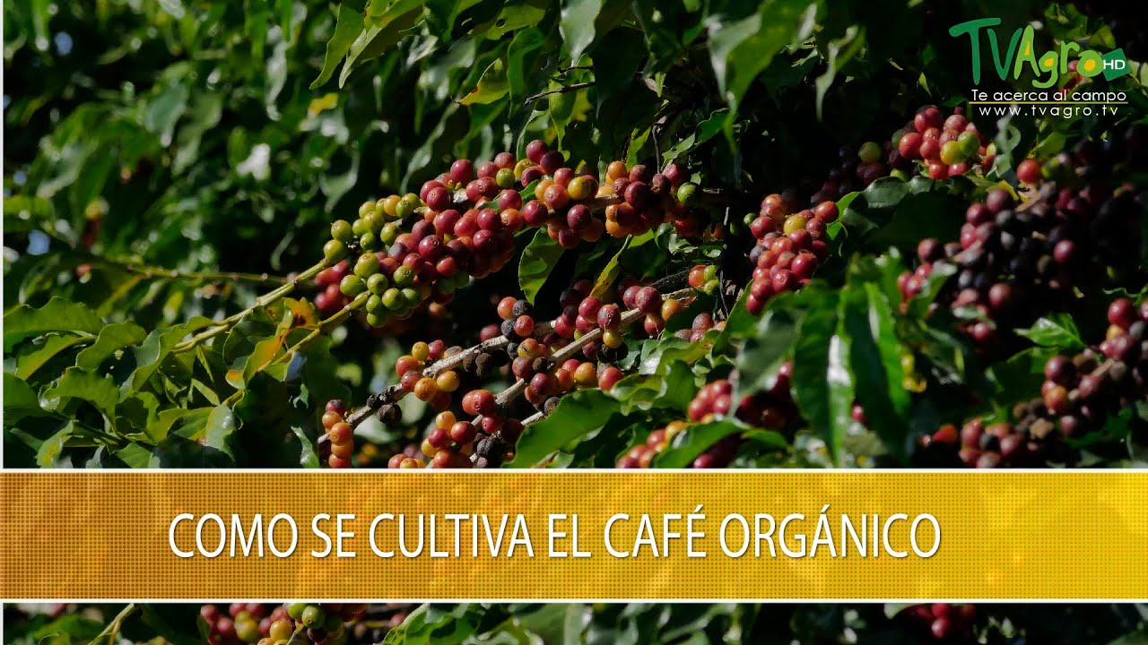Como Se Cultiva el Cafe Organico - TvAgro por Juan Gonzalo Angel Restrepo