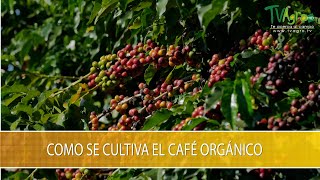 Como Se Cultiva el Cafe Organico - TvAgro por Juan Gonzalo Angel Restrepo