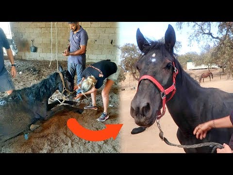 Video: In Argentinië Heeft Iets Een Paard Verminkt En Gedood - Alternatieve Mening