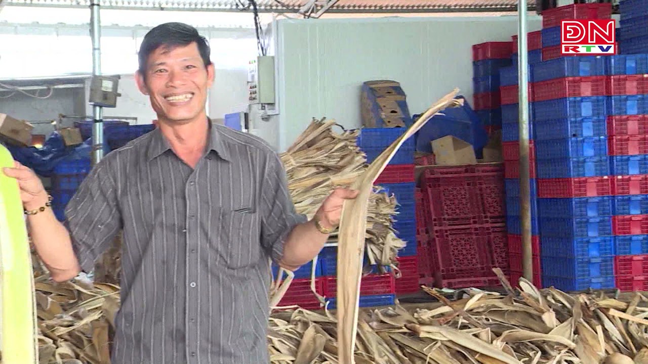 Đồng Nai xuất khẩu bẹ chuối cấy mô