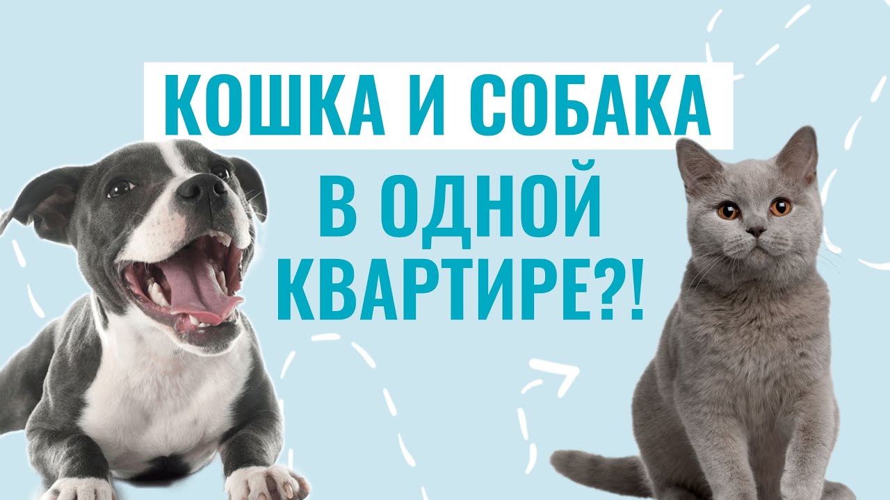 щенок с котом