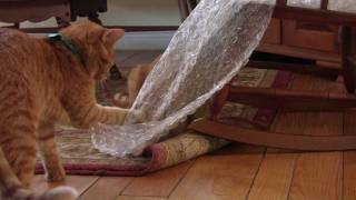 37 Ways Cats Love Bubble Wrap