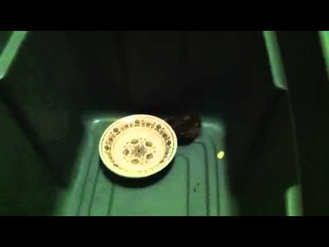 Injured chipmunk - YouTube
