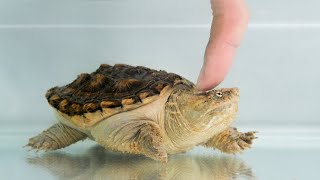 How to befriend a fierce snapping turtle? by Petit World 537 views 10 months ago 8 minutes, 2 seconds