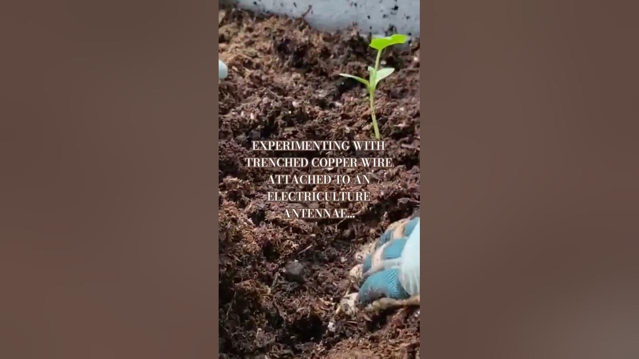 What Happens When You Put Copper Wire Through a Tomato Stem? 