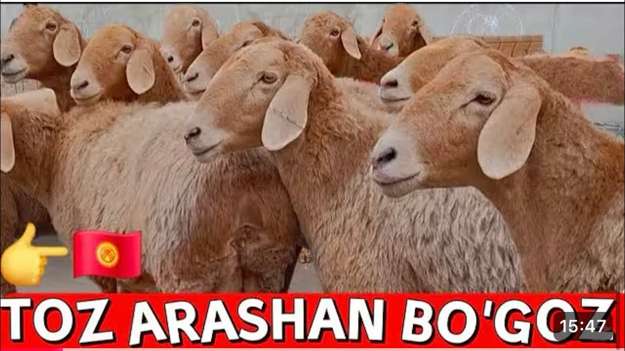 YANGI OBUNACHMIZDAN 90+ ARASHAN BÒGOZ SOVLIQ ARASHAN QOCHQOR KELDI 