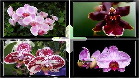 ProShow Producer 6 Style Download